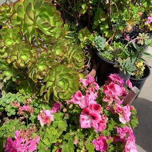 Meet your Posher, Jacqueline